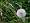 2010-06-20 18-55-51 FinePixS100FS 404,2mm 1 450 eme