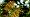 2014-06-05 20-27-43 FinepixHS50 539,5mm 1 180 eme