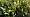 2014-10-26 16-32-22 FinepixHS50 25,8mm 1 75 eme