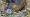 2014-12-22 15-19-18 FinepixHS50 184,7mm 1 38 eme