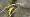 2015-01-18 12-13-25 FinepixHS50 387,0mm 1 210 eme