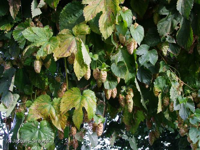 2009-10-04_17-03-23_FinePixS100FS_83,6mm_1_75_eme.JPG