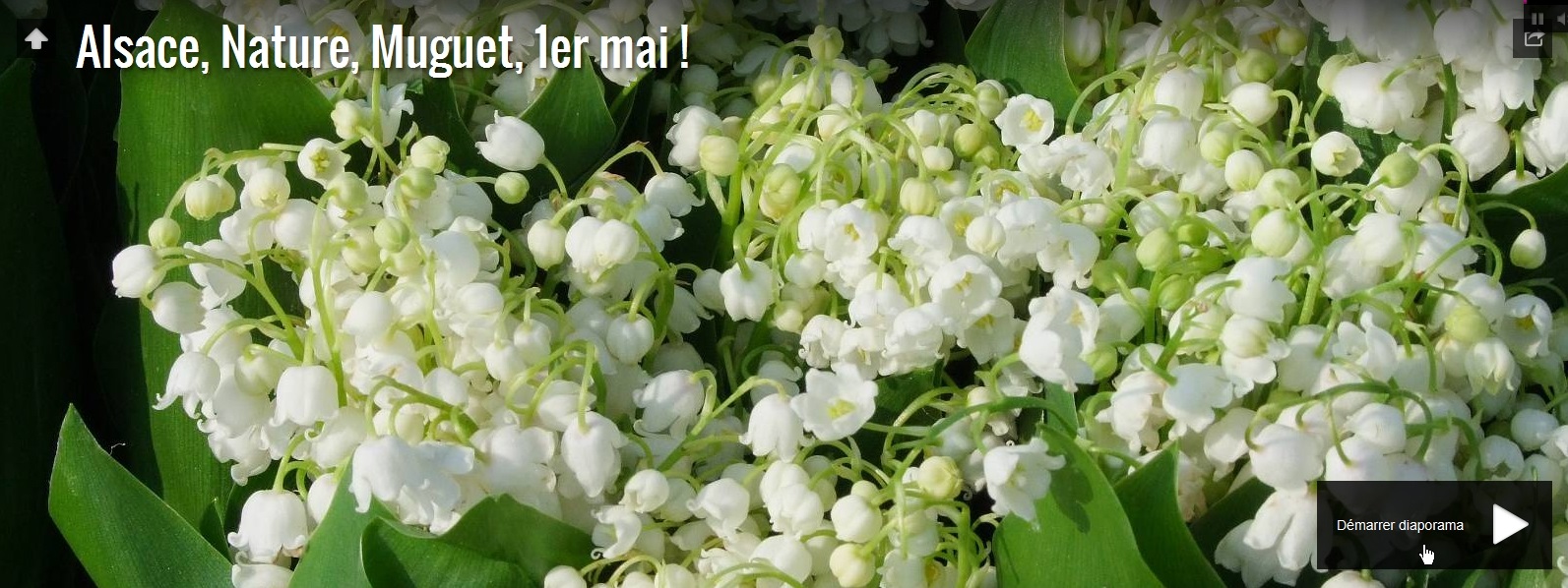 muguet