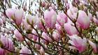 2015-03-28 17-28-31 FinepixHS50 131,3mm 1 50 emeB