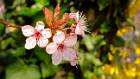 2015-04-05 18-33-37 FinepixHS50 126,6mm 1 140 eme