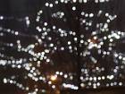 2008-12-12 07-52-19 FinePixS100FS 188,3mm 1 20 eme
