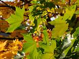 2008-10-11_17-24-43_FinePixS100FS_264,0mm_1_680_eme