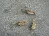 2015-09-12 15-35-58 FinePixHS50 64,0mm 1 350 eme