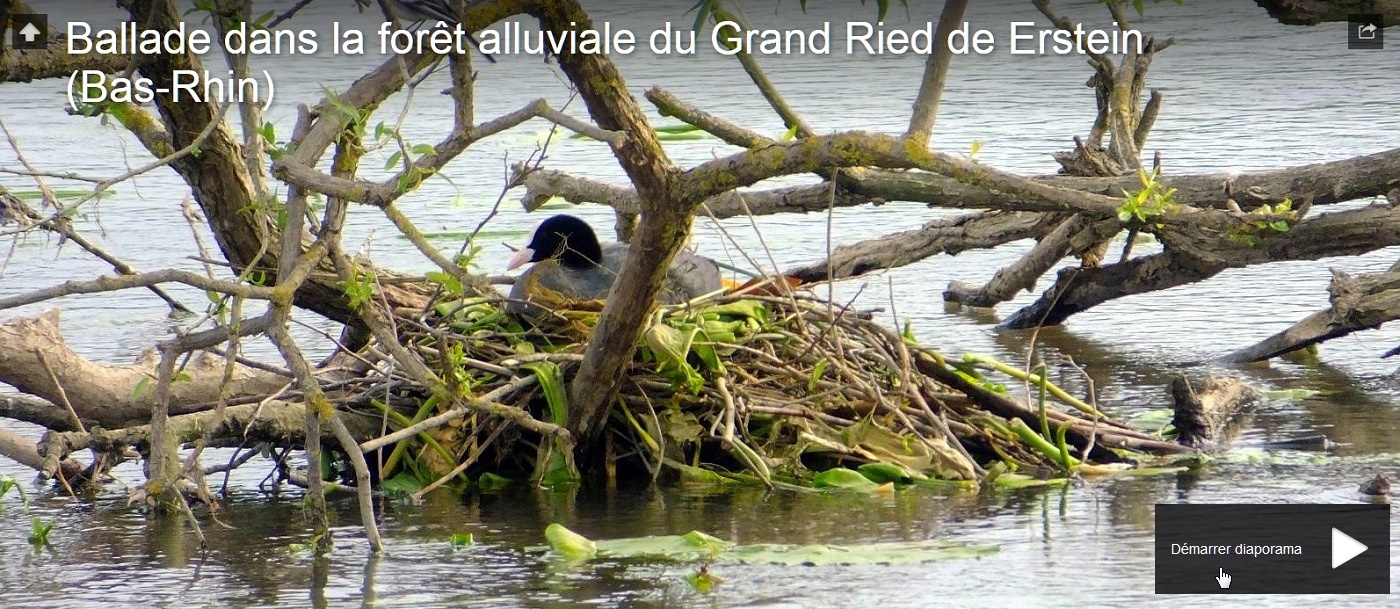 grand ried d'Erstein