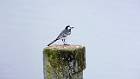 2015-05-14 14-50-36 FinepixHS50 1084,9mm 1 500 eme