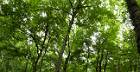 2015-05-14 15-14-00 FinepixHS50  panorama-mice2