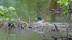 2015-05-14 16-18-35 FinepixHS50 941,2mm 1 12 eme