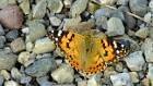 2015-05-14 18-08-43 FinepixHS50 726,0mm 1 240 eme